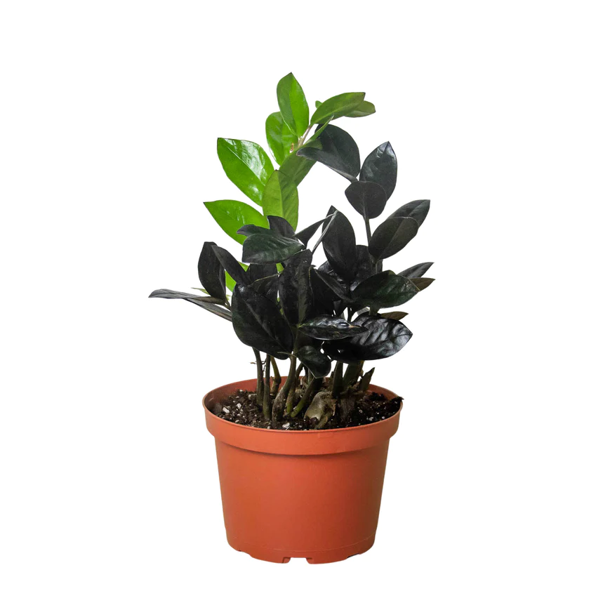 6in ZZ Zamioculcas 'Black Raven'