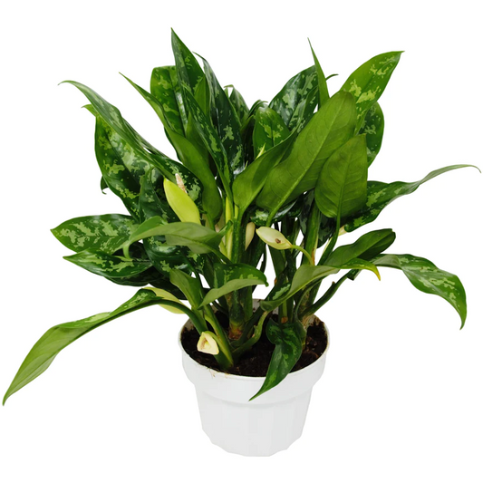 6in Chinese Evergreen "Maria"