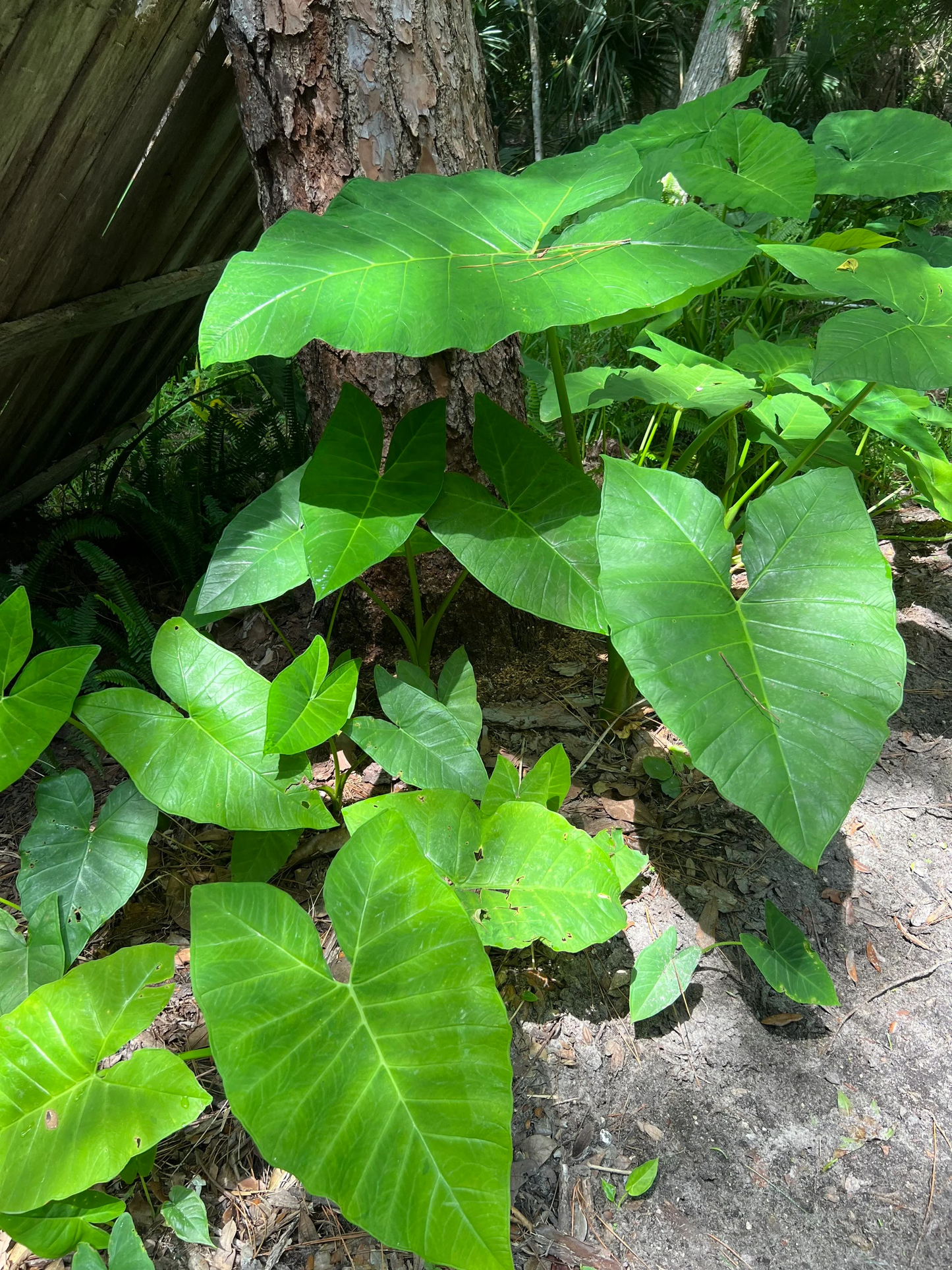 Colocasia Gigantea "Giant Elephant Ears"