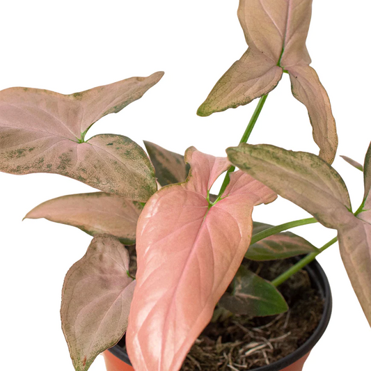 4in Syngonium "Pink Splash"