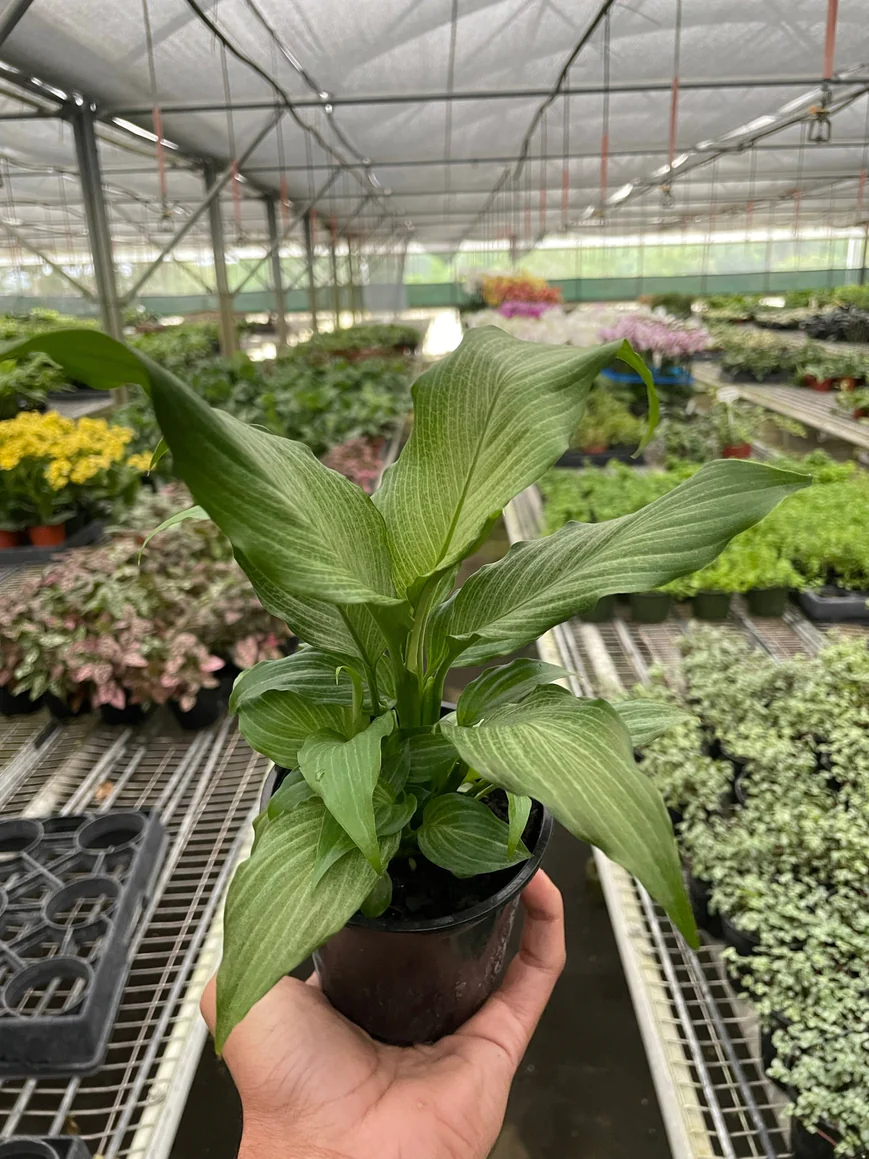 4in Spathiphyllum "Platinum Mist" Peace Lily