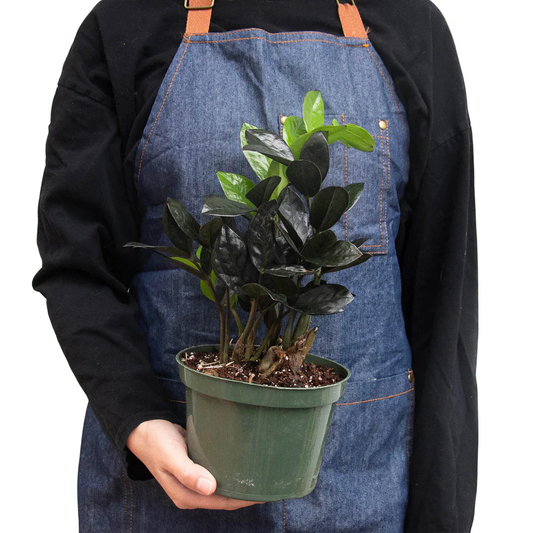 6in ZZ Zamioculcas 'Black Raven'