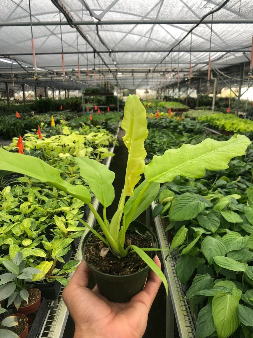 4in Philodendron "Ring of Fire Gold"