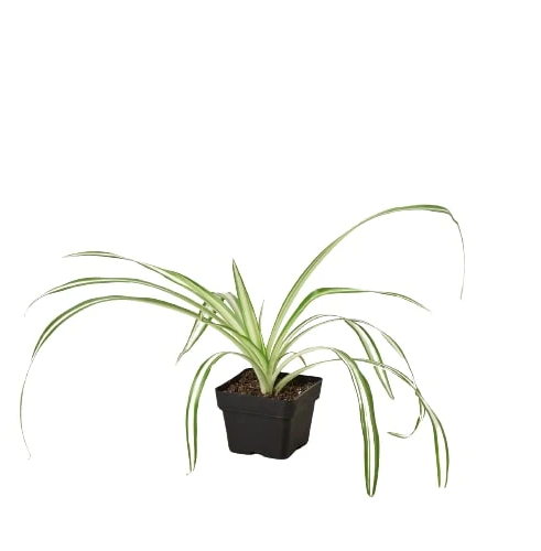 3in Spider Plant "Reverse"