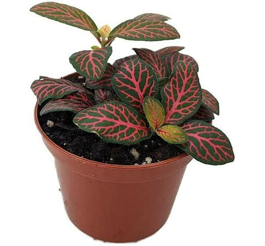 4in Fittonia "Red"