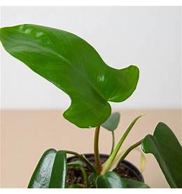 4in Philodendron "Florida Green"