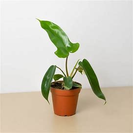 4in Philodendron "Florida Green"