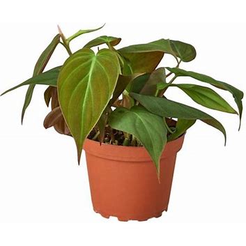 4in Philodendron "Velvet"