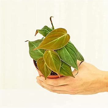 4in Philodendron "Velvet"