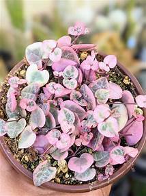 4in String of Hearts "Variegated"