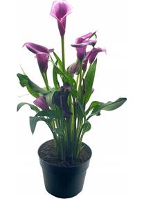 4in Calla Lily "Purple"