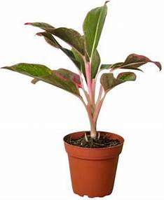 6in Chinese Evergreen "Red Siam"