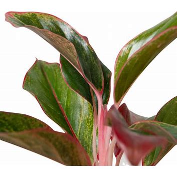 6in Chinese Evergreen "Red Siam"