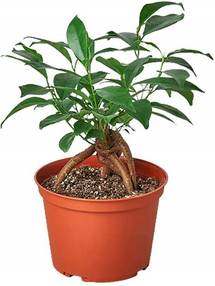 6in Ficus "Ginseng"