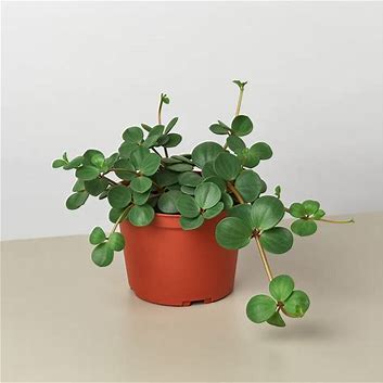 6in Peperomia "Hope"