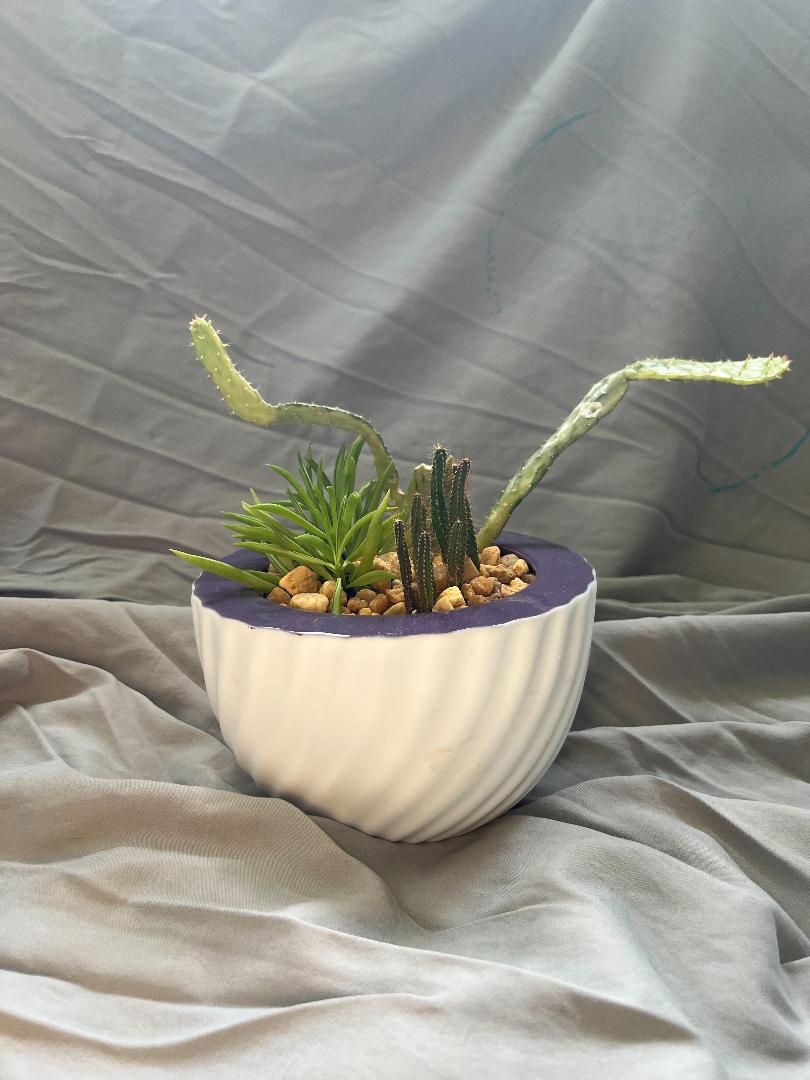 Purple & White Succulent Bowl