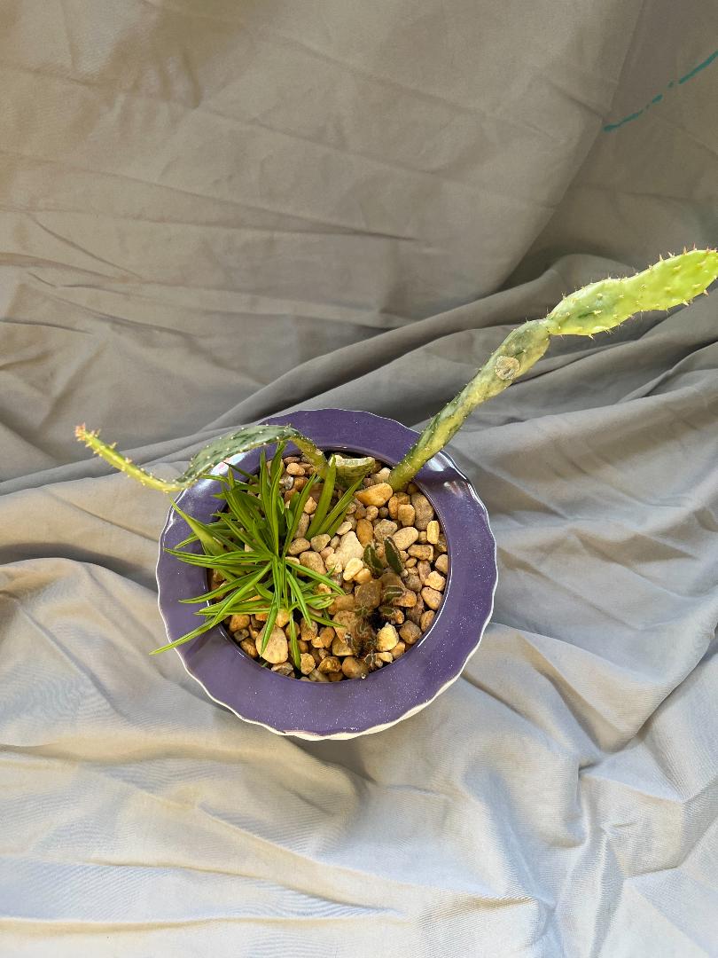 Purple & White Succulent Bowl