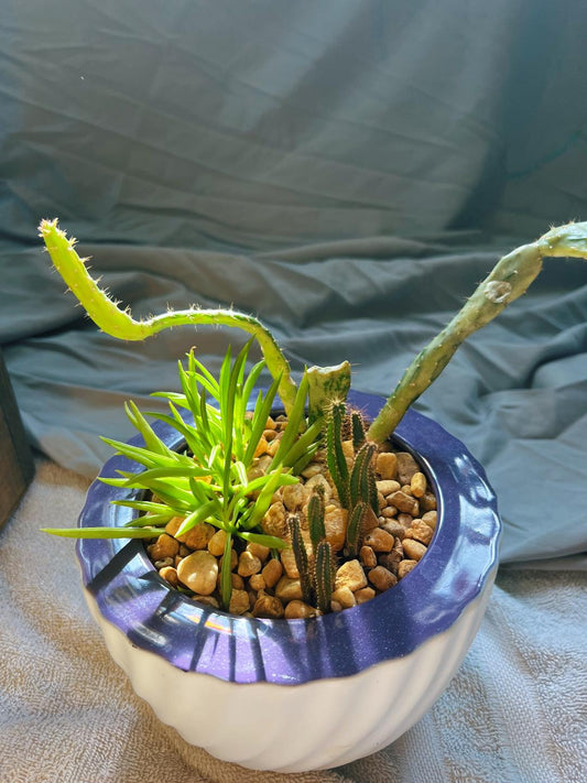 Purple & White Succulent Bowl