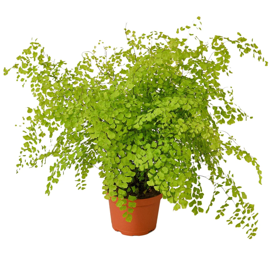 6in Fern "Maidenhair"