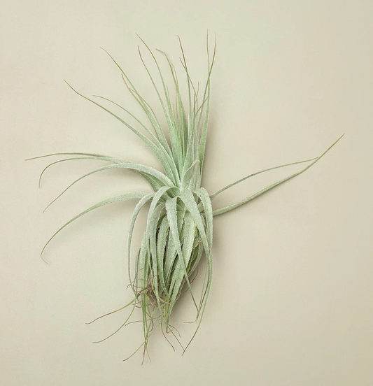 Tillandsia Air Plant "Victoriana"