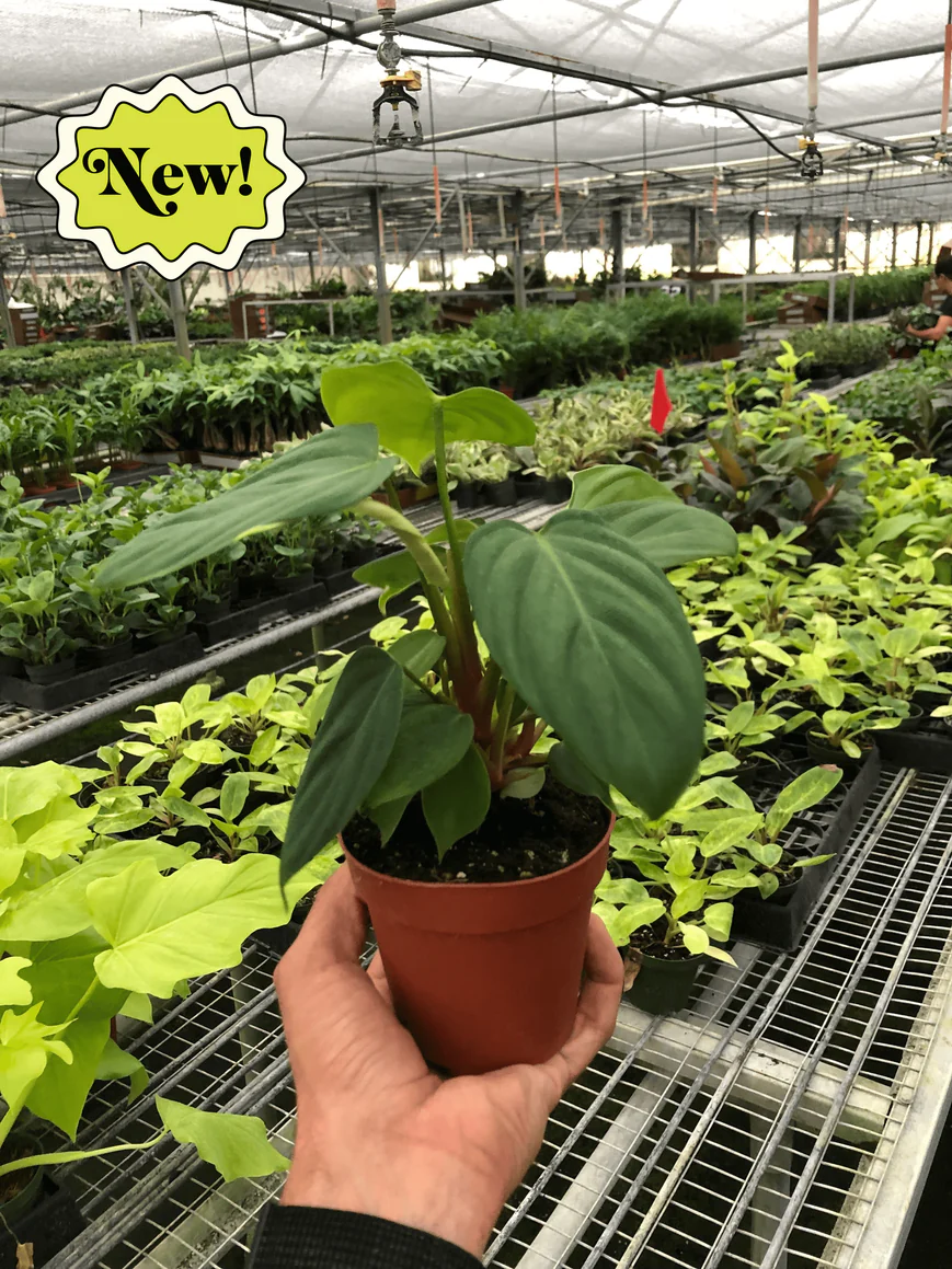 4in Philodendron "Fuzzy Petiole"