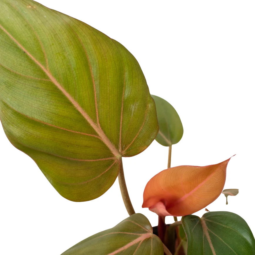 6in Philodendron "Summer Glory"