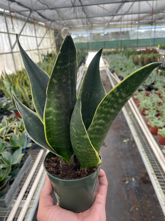 4in Snake Plant "Fabi"