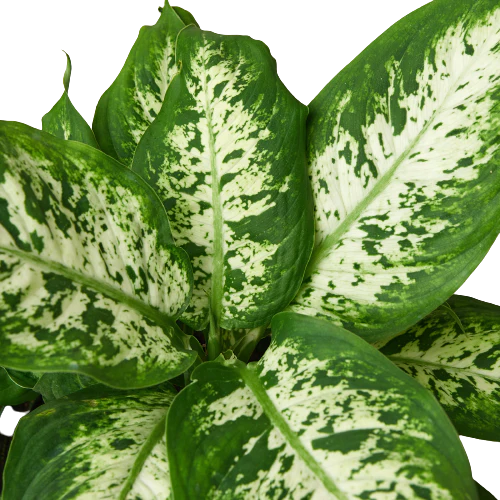 6in Dieffenbachia "Tropic Snow"