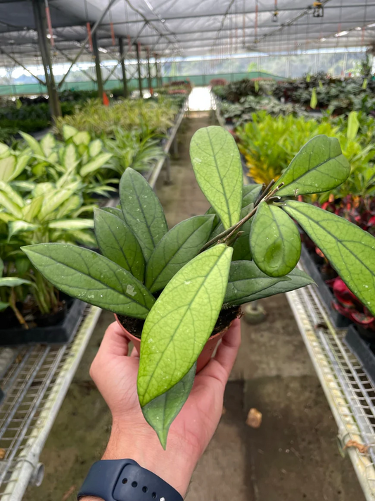 4in Hoya 'Crassipetiolata'