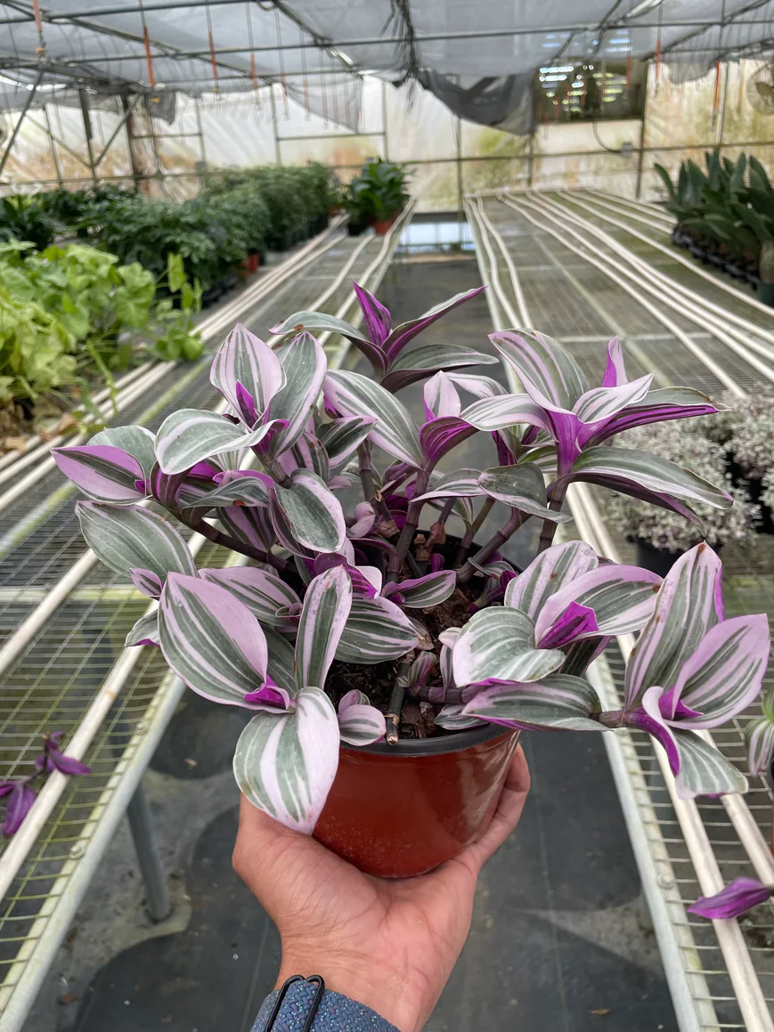 6in Tradescantia "Nanouk"