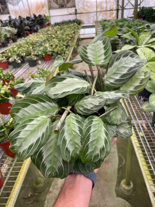 4in Maranta "Silver Band"