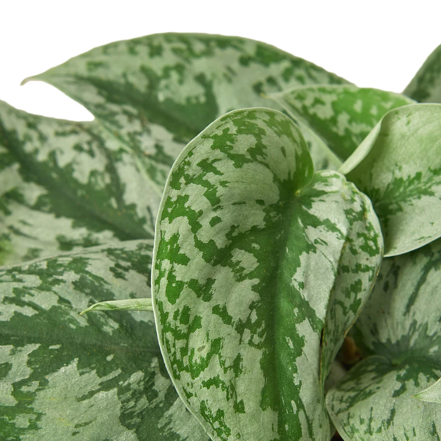 6in Pothos "Silver Splash"