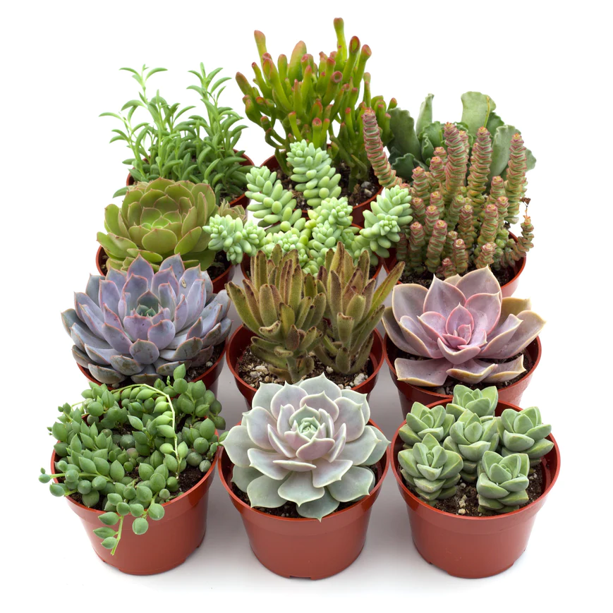 4in Assorted Succulent Variety Pack