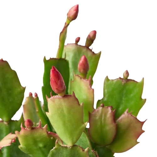 4in Zygocactus "Christmas Cactus" Red