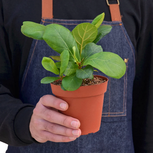 4in Ficus "Lyrata" (Fiddle Leaf Fig)