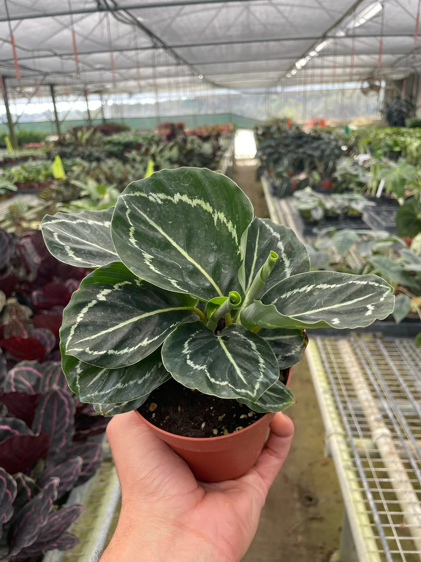 4in Calathea "Green Goddess"