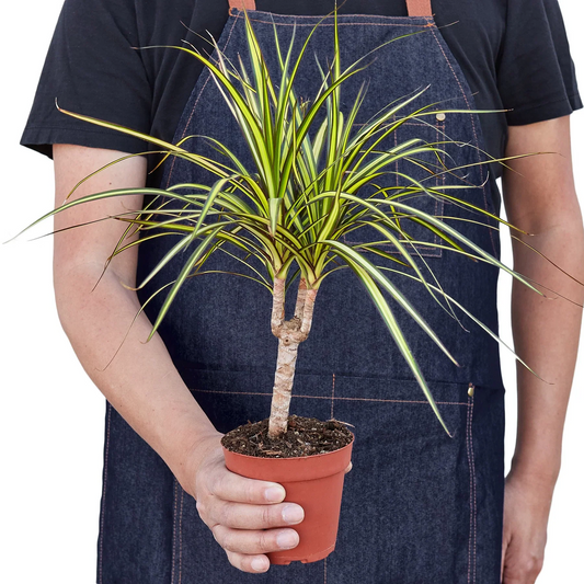 4in Dracaena Marginata "Sunshine"