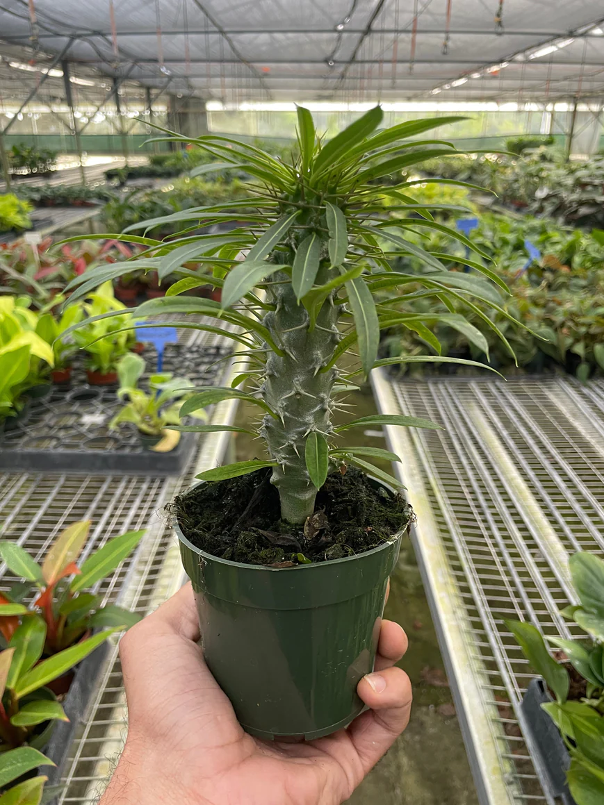 4in Madagascar Palm