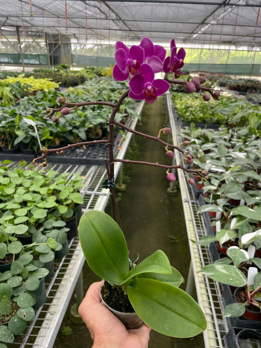 3in Orchid 'Purple Fucshia Phalaenopsis'