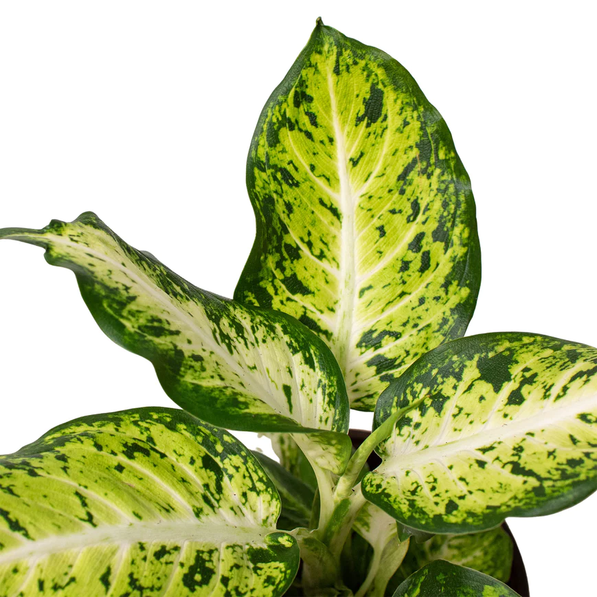 6in Dieffenbachia 'Amy'