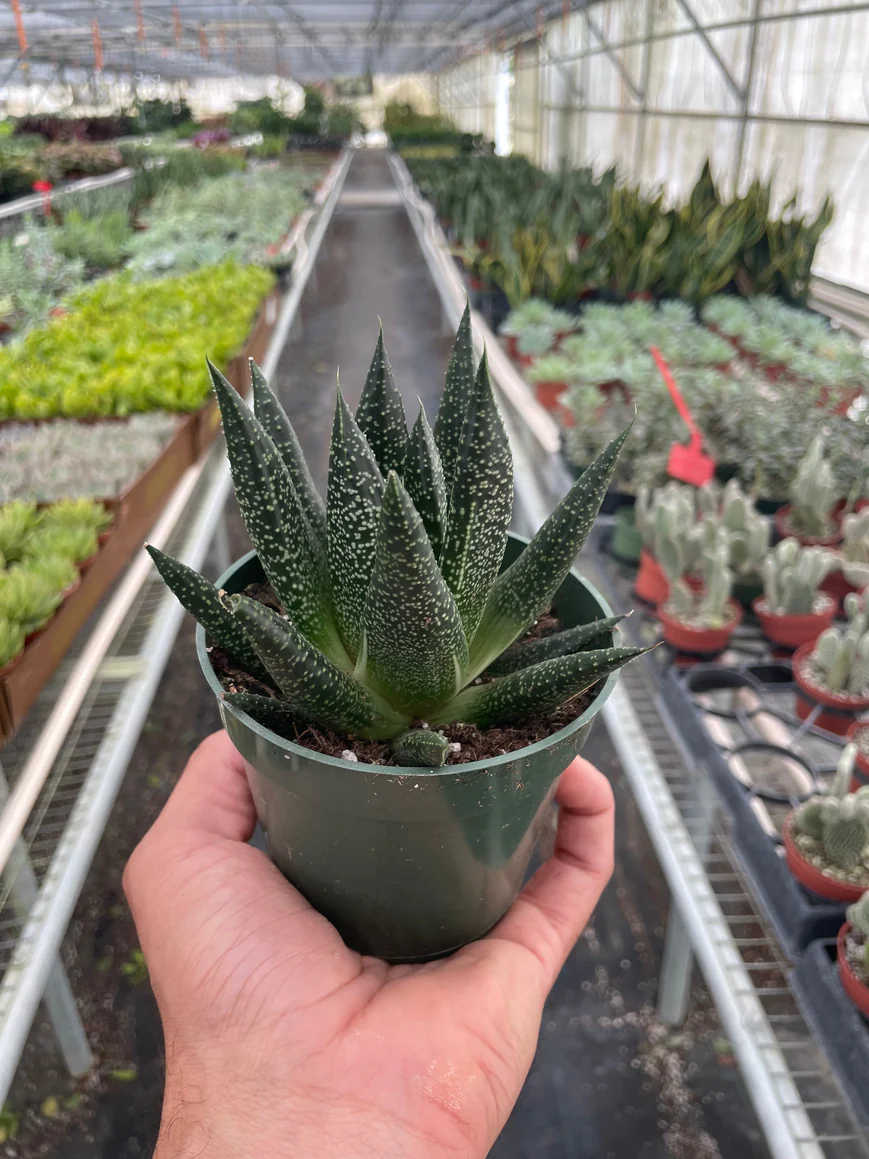 4in Succulent "Gasteria Durban"