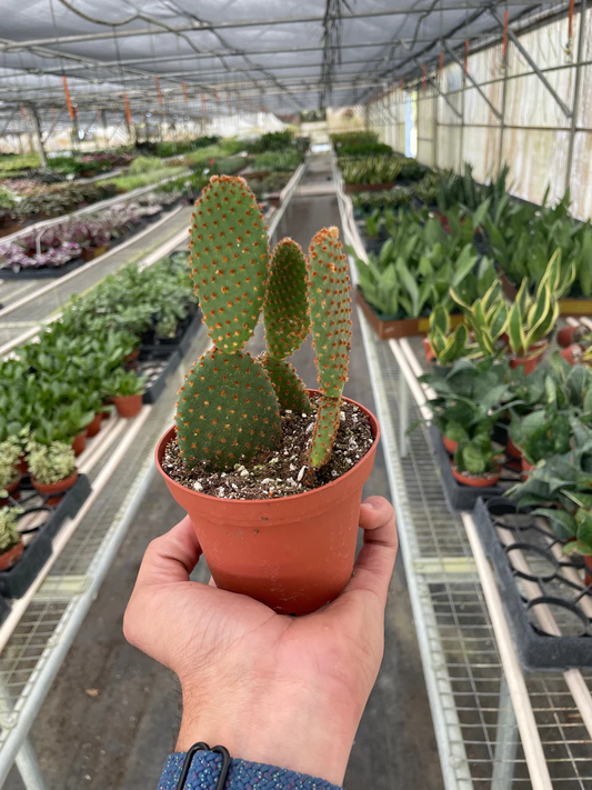 4in Opuntia "Microdasys"