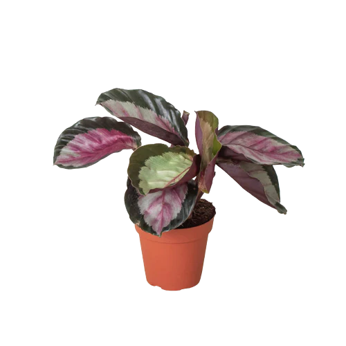 4in Calathea "Silvia"