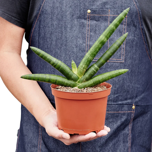 6in Snake Plant "Starfish"