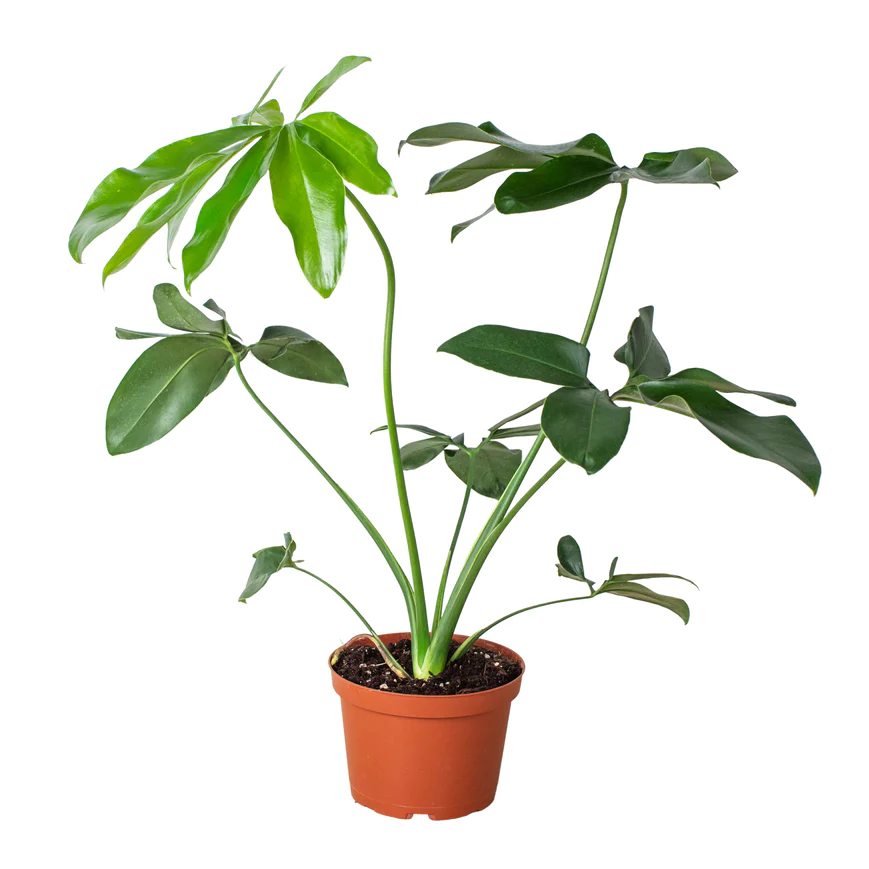 6in Philodendron "Goeldii"