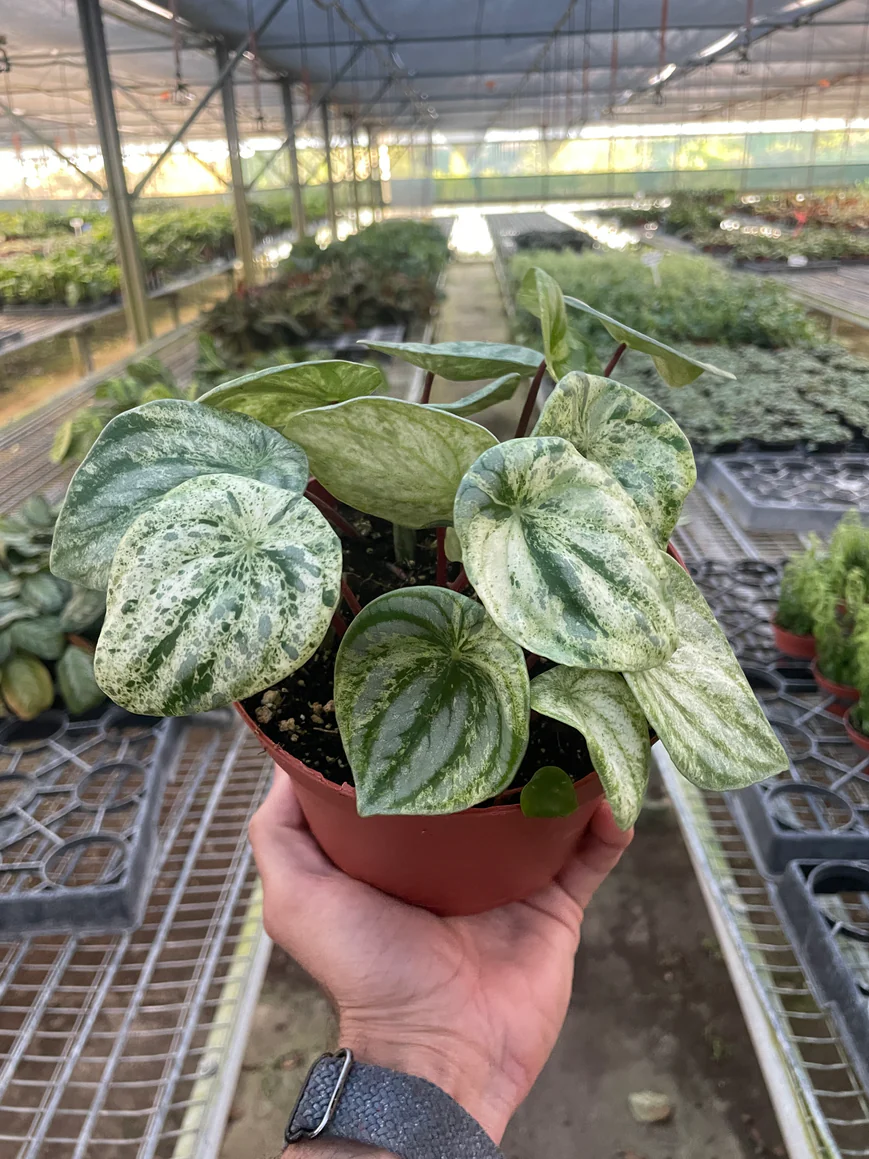 6in Peperomia "Watermelon Variegated"