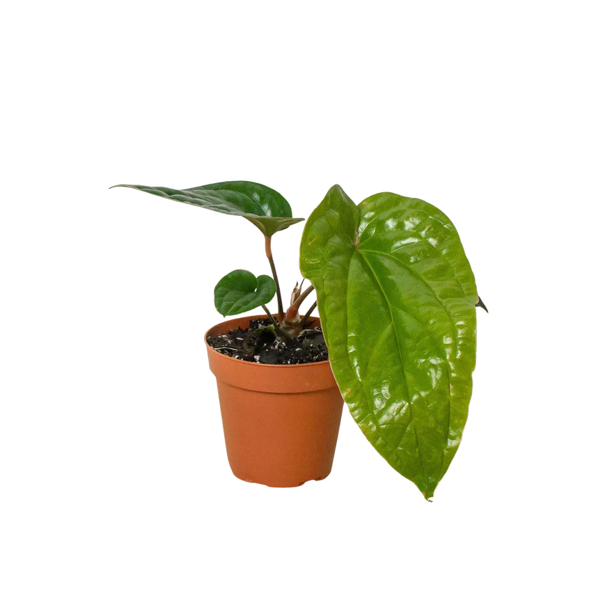 4in Anthurium "Radicans x Luxurians"