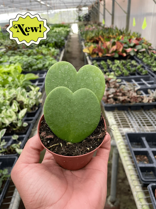 3in Hoya "Sweetheart"