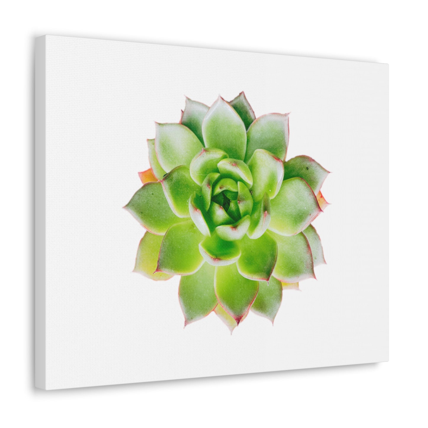 Echeveria Canvas Gallery Wraps