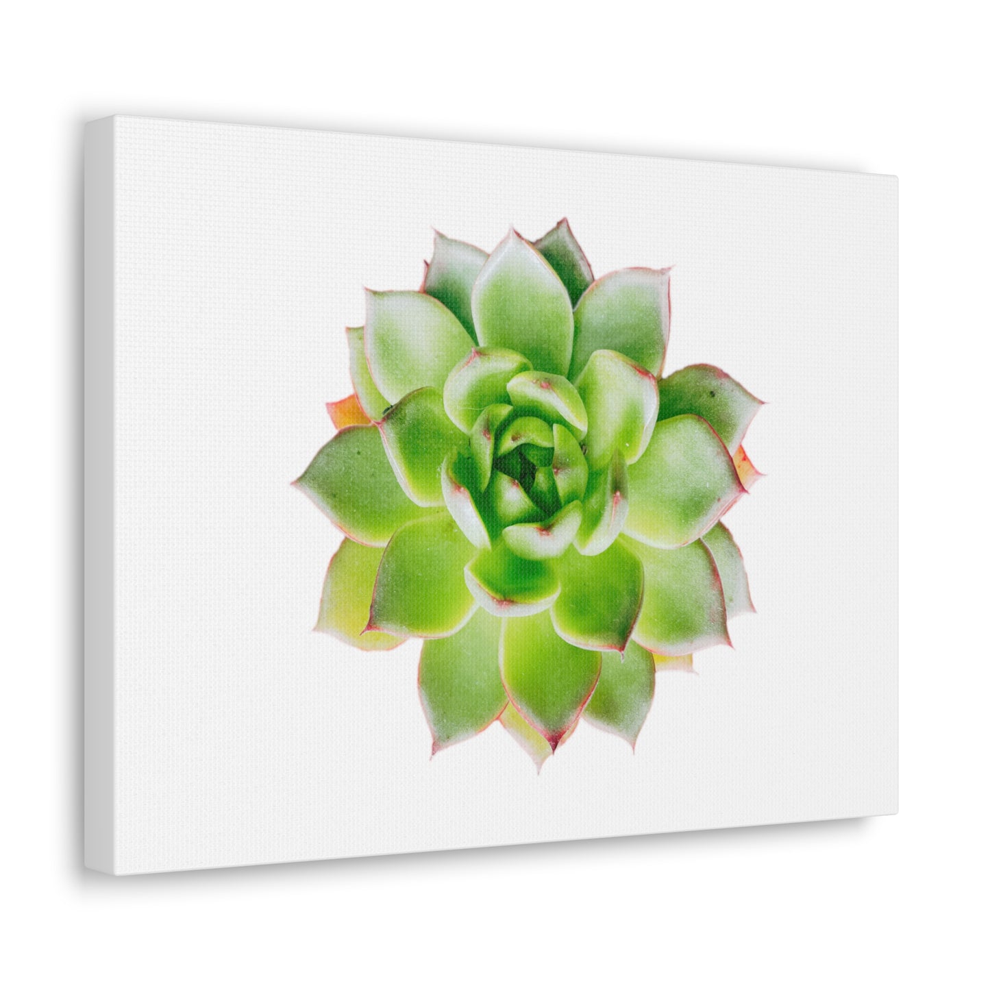 Echeveria Canvas Gallery Wraps